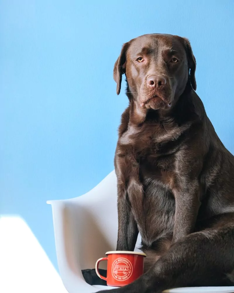 brown short coated dog sitting on gray carpet