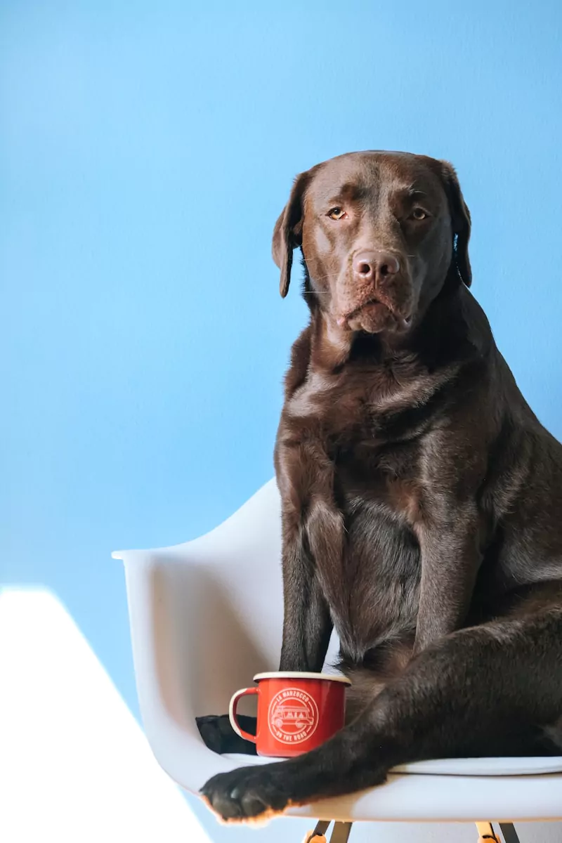 brown short coated dog sitting on gray carpet