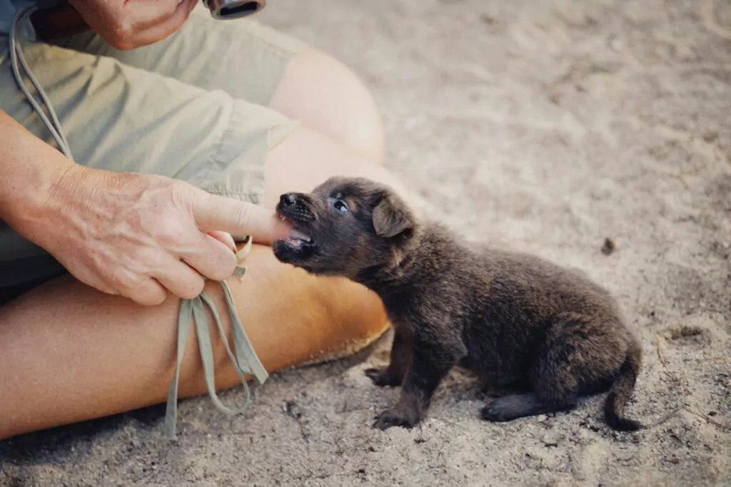 A Cute Dog Biting a Person's Finger