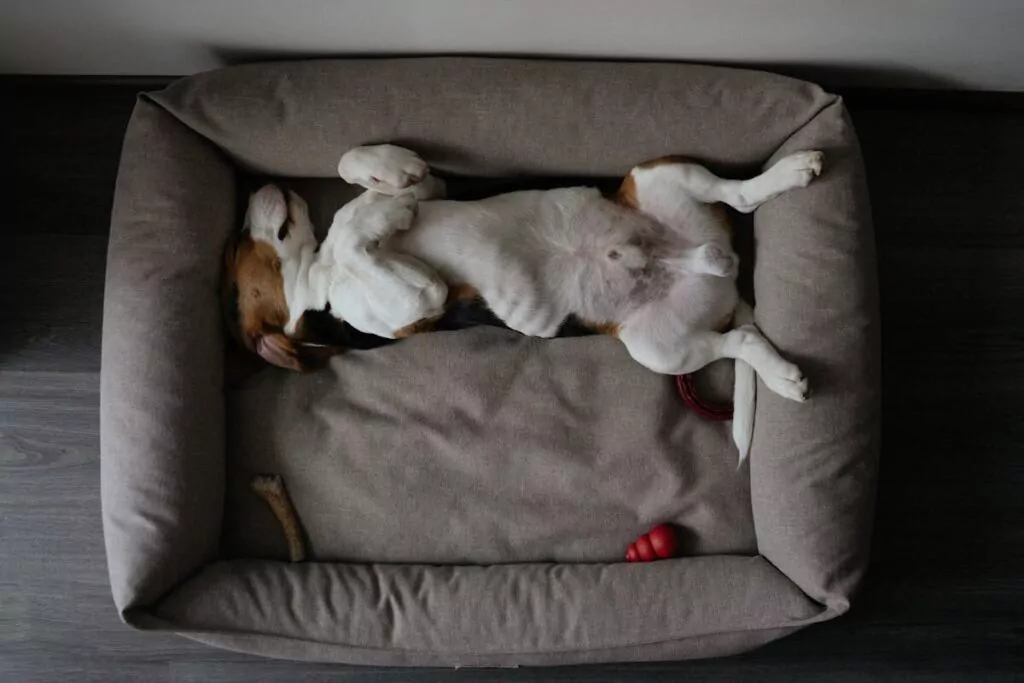 Beagle Lying on Back on Dog Bed