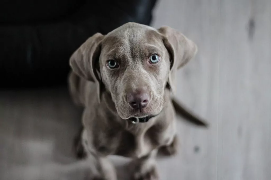 weimaraner, puppy, animal