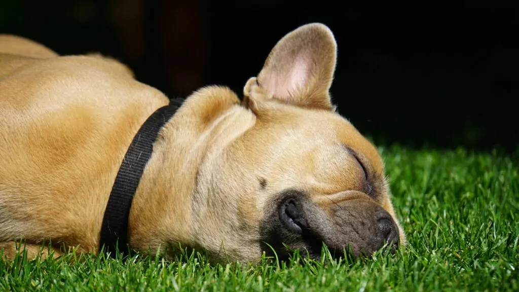 french bulldog, dog, pet