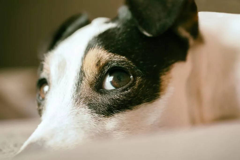 jack russel, dog, look