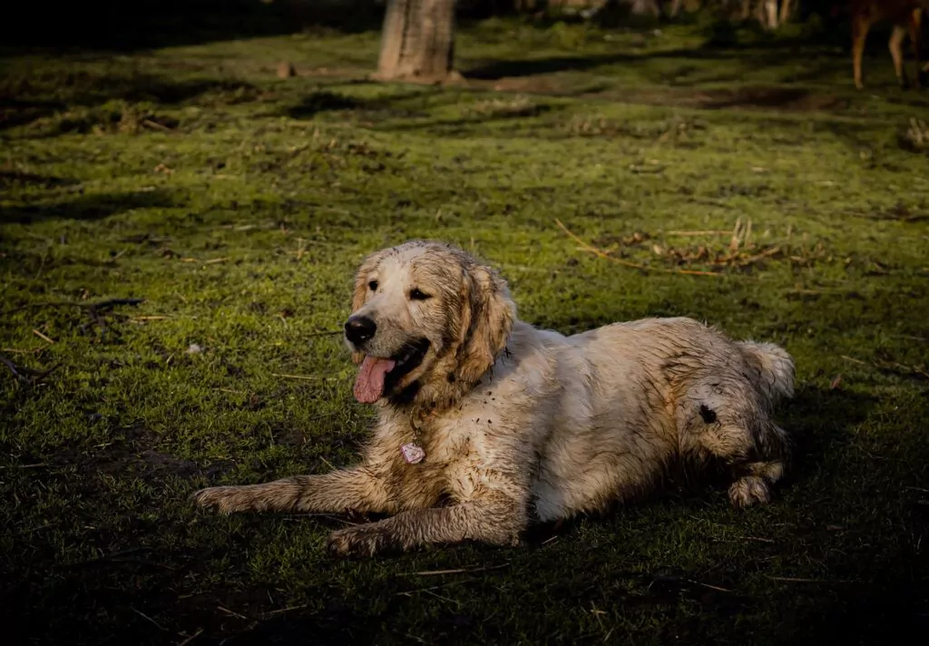 labrador, dog, dirty