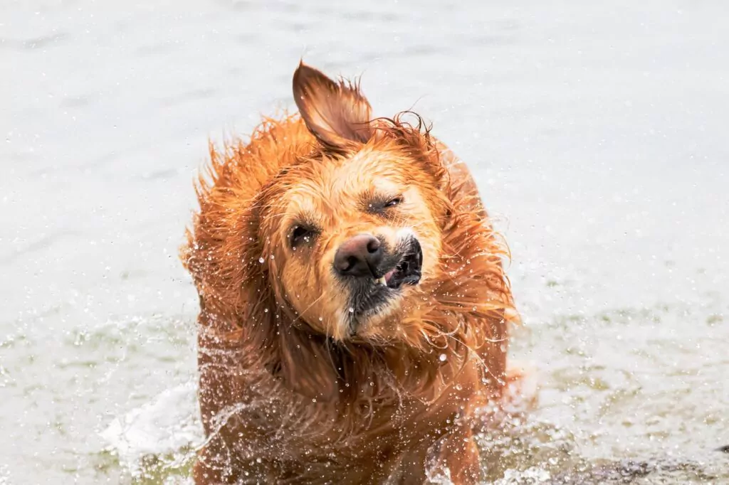 dog, golden retriever, water