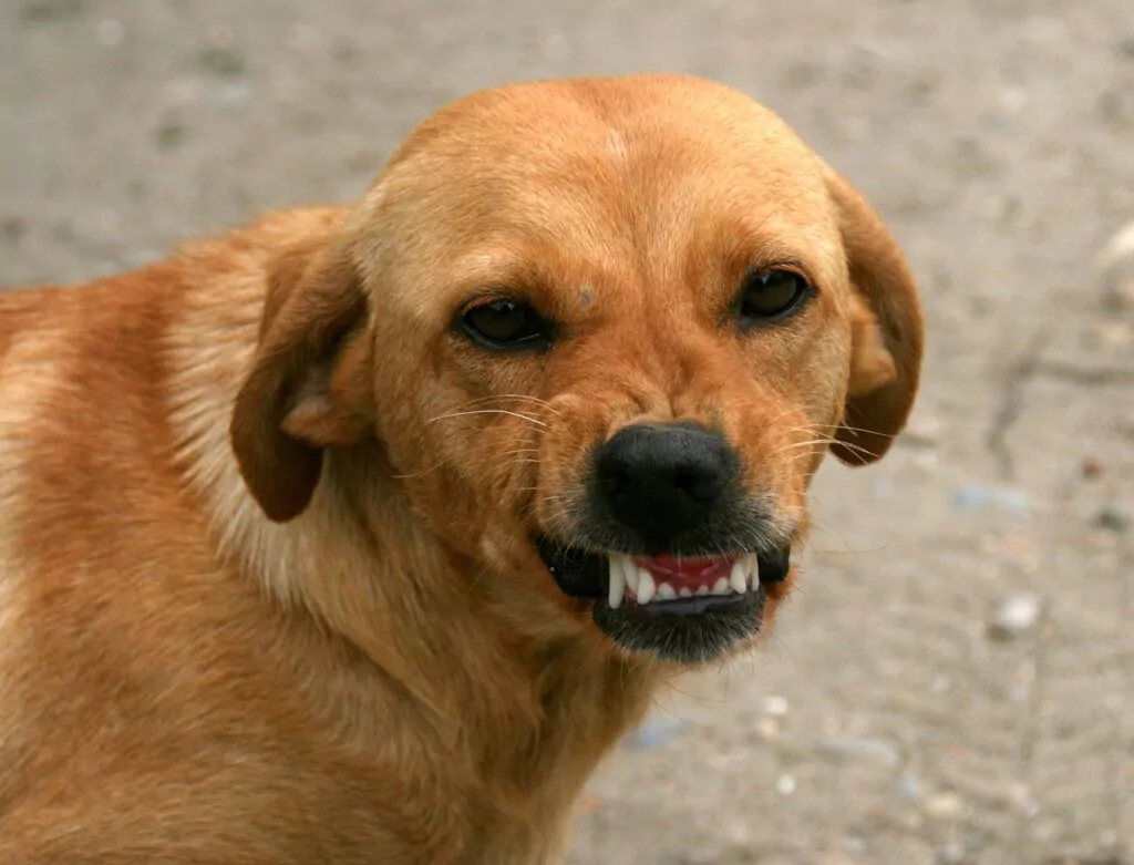 dog, smile, teeth