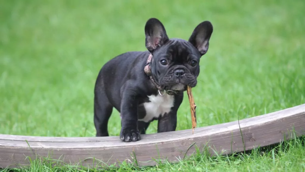 Black and White French Bulldog Puppy Stepping on Brown Wood Board Panel Sluiten-up Photography