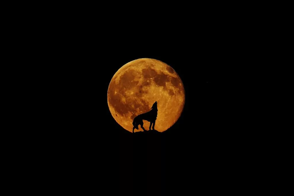 moon, wolf, full moon