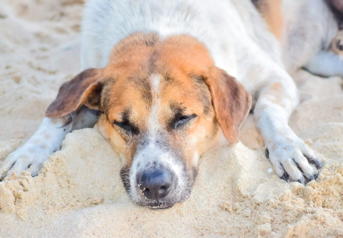 white and brown short coated dog lying on white sand during daytime